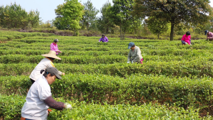 △小小的“茶叶”形成了“茶业”产业链，成为甘洒镇乡村振兴的支柱产业。图源 怀集发布