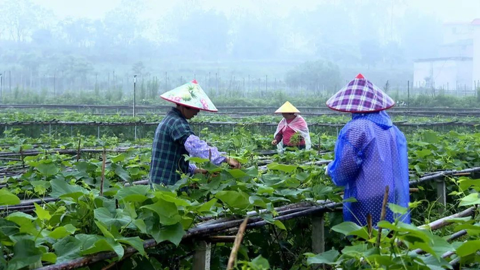△目前正是龙须菜新鲜上市的季节，随行就市走高的收购价让当地种植户笑逐颜开。图源 广宁发布