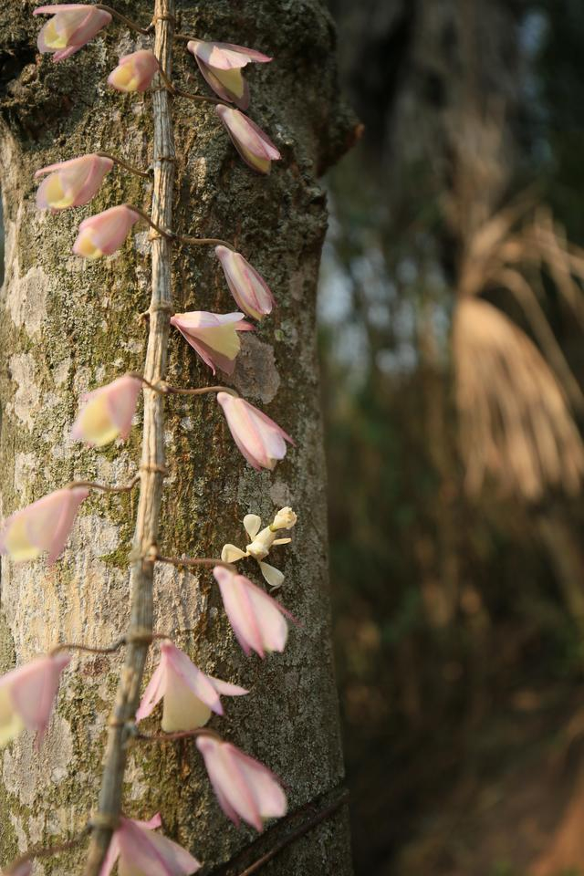 伪装成花朵隐匿在石斛花间的兰花螳螂 陶平摄