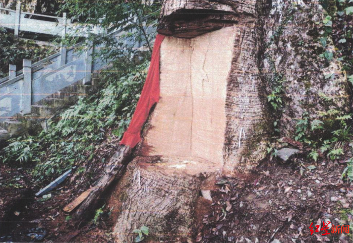 ↑“古楠木王”被严重毁坏