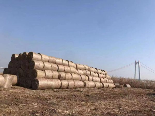 “超级芦竹”收割之后打捆堆垛