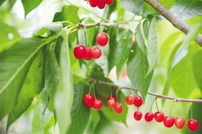     成熟的镇宁樱桃。 贵州日报天眼新闻记者 杨曦 摄