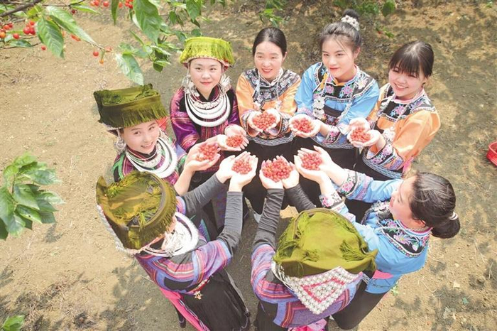     樱桃丰收。  贵州日报天眼新闻记者 杨曦 摄