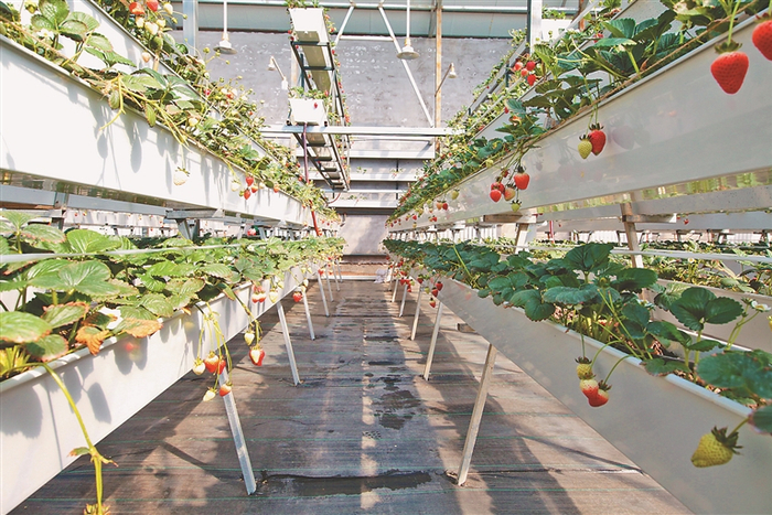 同江市亲亲田园草莓采摘园。