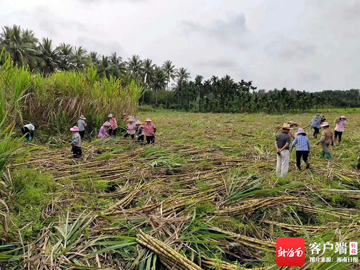 蔗农在采收黄皮甘蔗。记者苏桂除摄