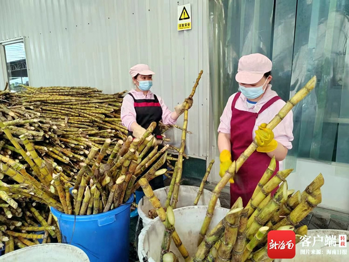 蔗农在分装黄皮甘蔗。记者苏桂除摄