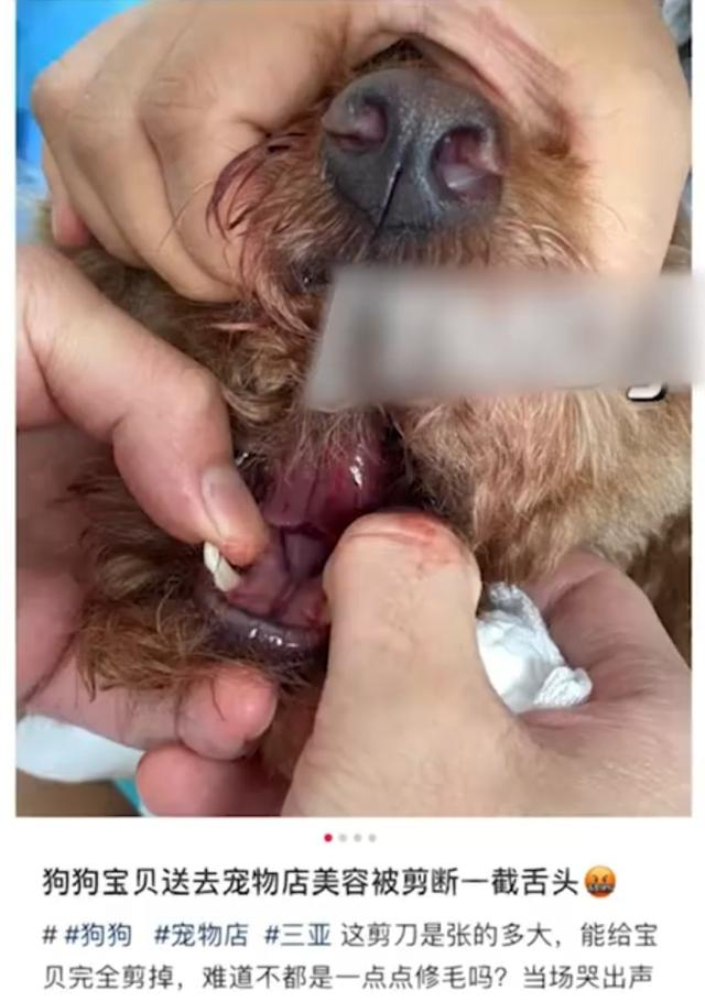 图/九派新闻视频