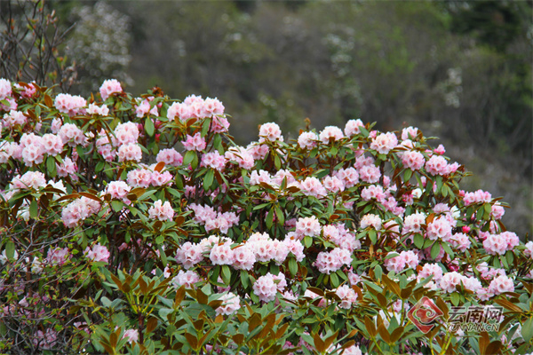 漫山遍野的杜鹃花 江初 李杰 马建军 摄