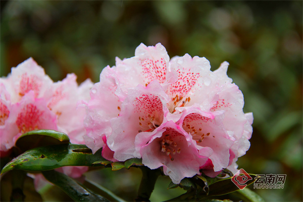 漫山遍野的杜鹃花 江初 李杰 马建军 摄