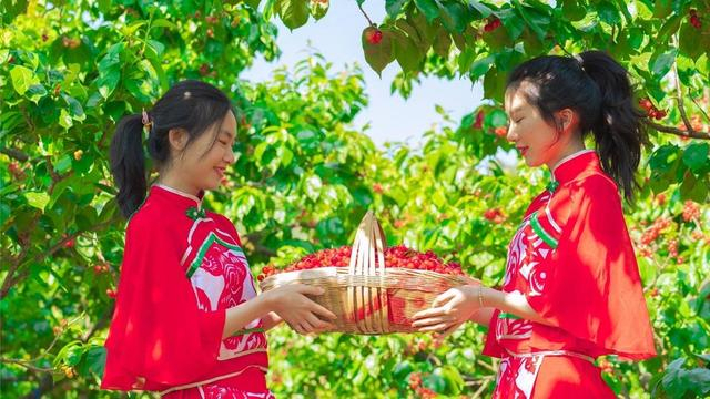 米易樱桃 时镇帅摄