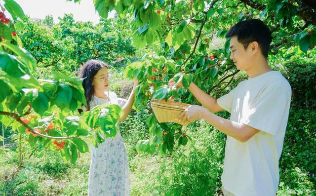 游客采摘米易樱桃 陈丽摄