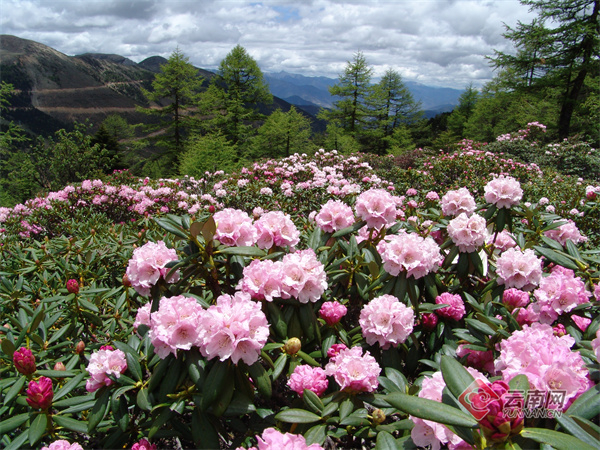 漫山遍野的杜鹃花 江初 李杰 马建军 摄