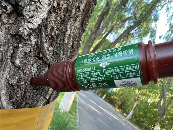 公园中给杨树打的飞絮抑制剂，可以抑制杨树花芽形成。图片拍摄：崔瀛昊