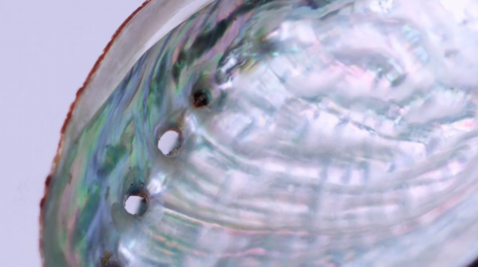 贝壳“珍珠母”