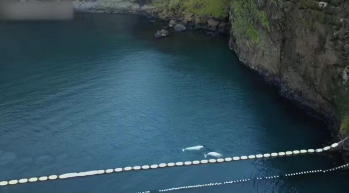 ↑小白和小灰在冰岛的保护区里