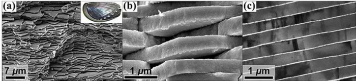 自然贝壳珍珠层“砖砌结构”