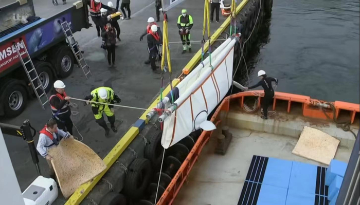 ↑工作人员将白鲸小白和小灰放归海洋