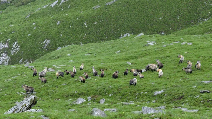 2022年8月28日，安装在大熊猫国家公园唐家河片区的红外相机，拍摄到国家一级保护动物野生羚牛成群活动的影像