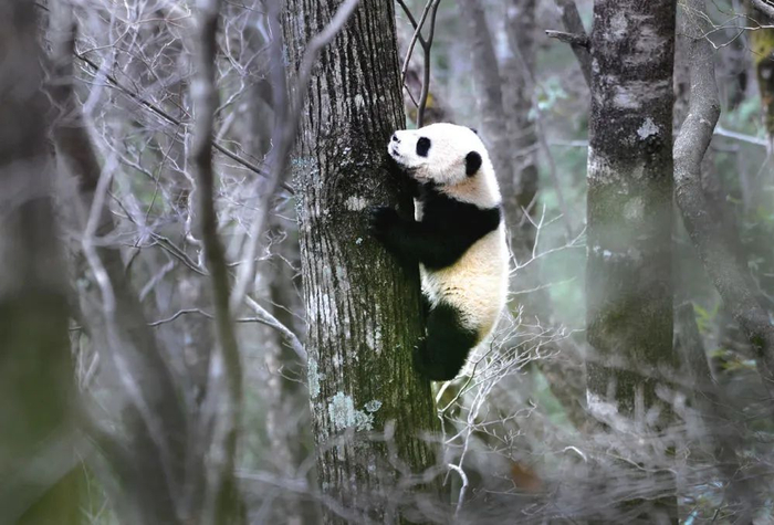 一只野生大熊猫幼崽在大熊猫国家公园陕西片区陕西省佛坪县岳坝镇大古坪村攀登树木（陶明/摄）