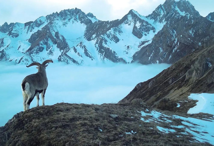 大熊猫国家公园四川绵阳片区的红外线相机拍摄到岩羊活动的影像