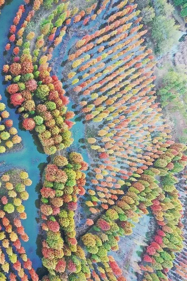 ｜洪泽湖湿地上的水杉 图/洪泽湖湿地公园