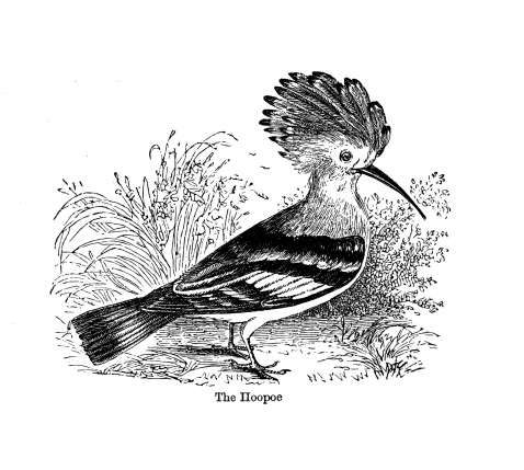 19世纪欧洲黑白版画中的戴胜鸟。视觉中国供图