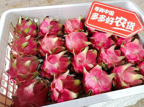 ▲火龙果吃起来，肉质细腻、味道甜润、口感爽脆。 马斌|摄
