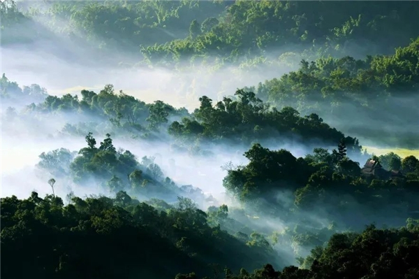 　　西双版纳勐海县处于高海拔雨林地区