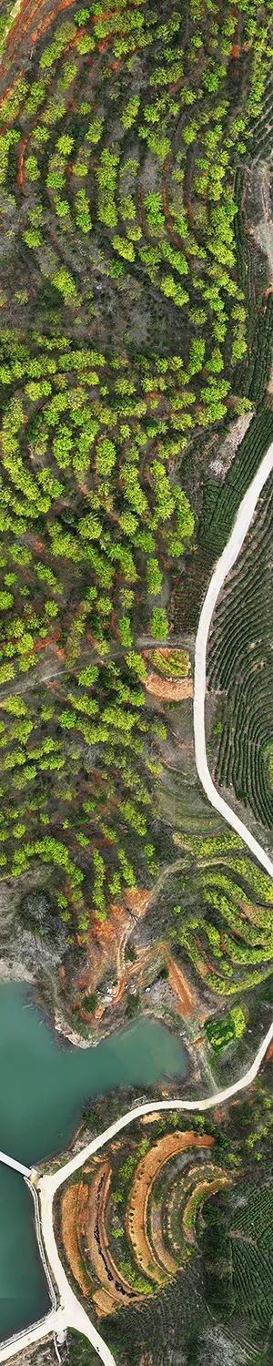 光山司马光油茶园郑伟杰