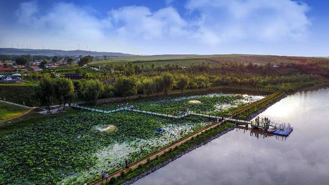 辽河神龙湾夏日荷花（法库宣 摄）