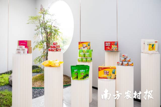 从菠萝干到鲜切菠萝,再到菠萝烤鱼,如今徐闻菠萝加工品丰富多样。