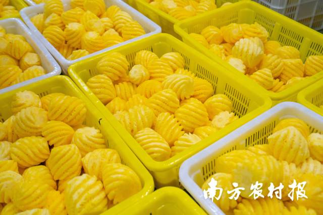 如今,小菠萝成为徐闻果农地里的香饽饽。