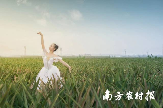 春分时节,舞动菠萝的海。