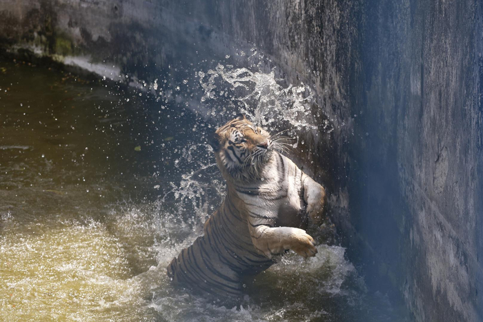 ↑4月12日，孟加拉国达卡，一只皇家孟加拉虎在国家动物园的水里玩耍 图据IC photo
