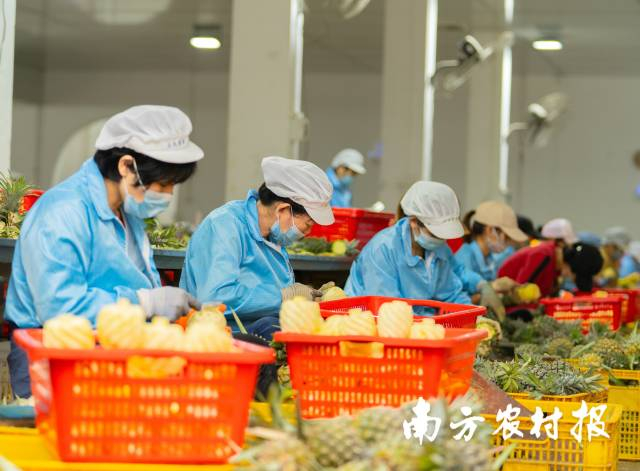 鲜切菠萝销售火热,车间工人正在加紧生产。