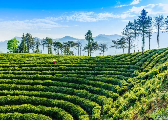 　　镇巴高山生态茶园