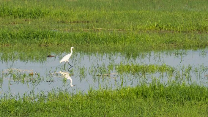 在泜河隆尧县县城段，水鸟在岸边栖息。范伟峰、韩文海摄