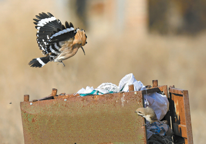 在争抢食物时，戴胜飞跳着与有“鸟中屠户”之称的凶悍伯劳鸟争斗，吓得伯劳鸟赶紧往下躲藏。视觉中国供图