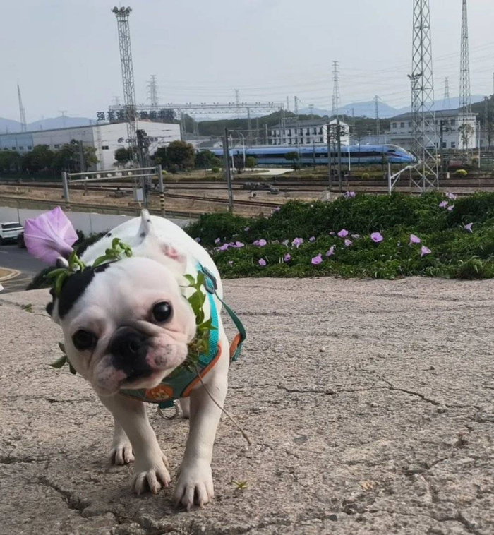 零零的狗狗“呆呆” 。图/零零