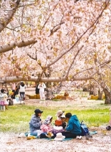         游客来到樱花园踏青休闲。祝　　龙　　摄