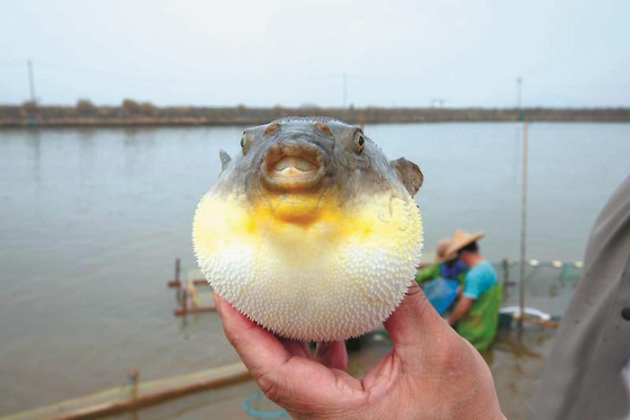 河鲀养殖成为佛昙镇的特色产业。东南网记者 李姗姗 摄