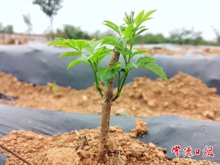 已完成的藤茶间种