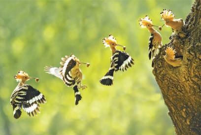 正在育雏的戴胜。视觉中国供图