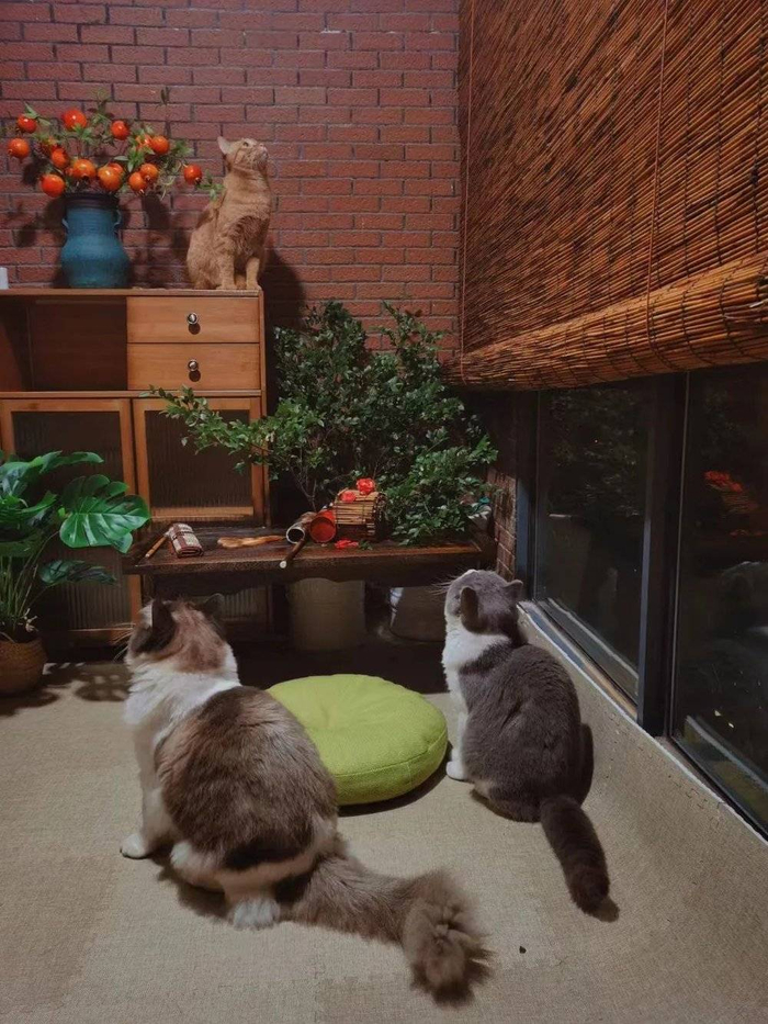 凉白开现在租住的房子里，刚刚完成改造的阳台。图/凉白开