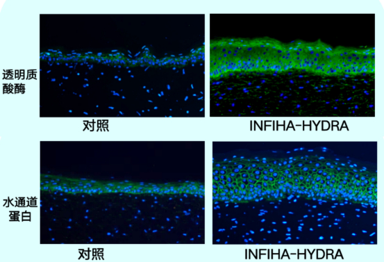 图说-华熙生物润百颜INFIHA-HYDRA保湿功效效果（透明质酸合成酶表达-上、水通道蛋白表达-下）