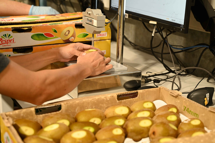 第三方检测机构正在对佳沛奇异果进行全方位检测