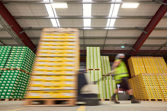 分装完毕准备漂洋过海的佳沛奇异果