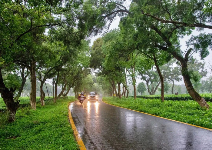 2023年4月21日，英德市英红镇，车辆在林荫大道中穿梭。清远日报签约摄影师 李阳桂 摄