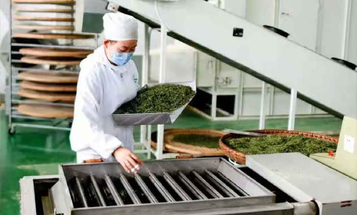 焕古庄园制茶现场 