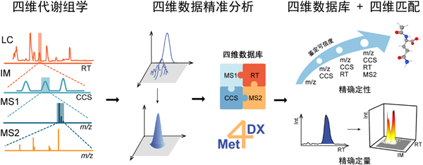 图1.四维代谢组学精准数据分析技术Met4DX